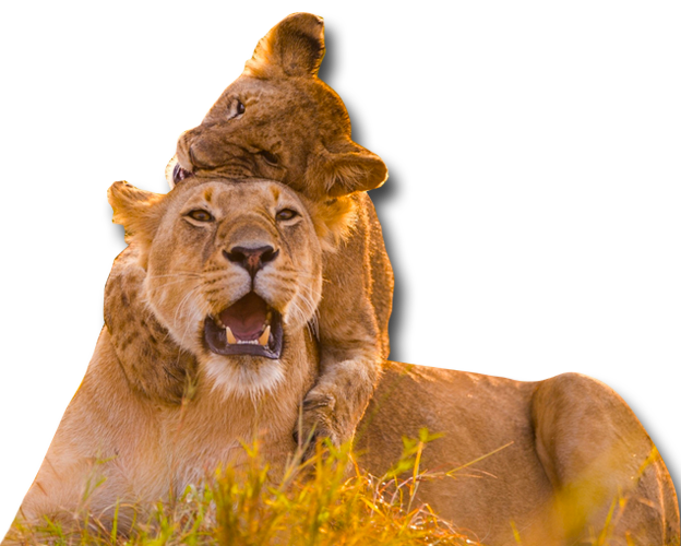 Lioness with cub